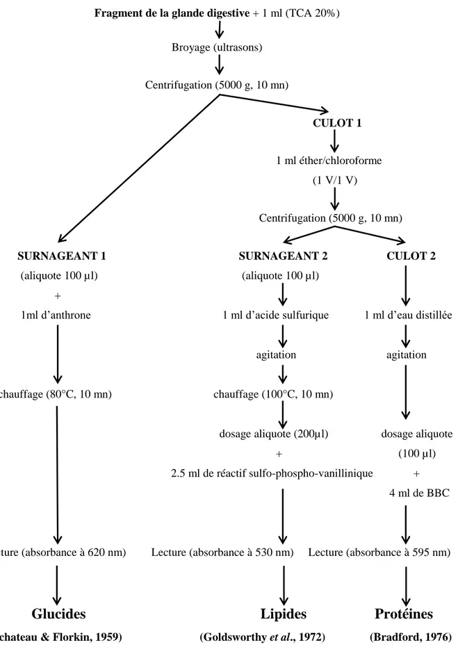 Figure 18 : Extraction et dosage des métabolites (glucides, lipides, et protéines) de  l’hépatopancréas chez les adultes de l’escargot Helix aspersa selon Shibko et al