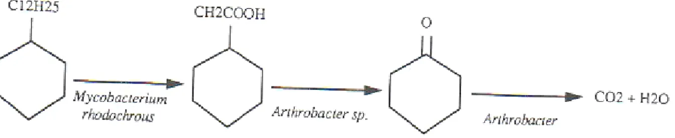 Figure 6. Minéralisation complète du dodécylcyclohexane par l’attaque synergique de deux 