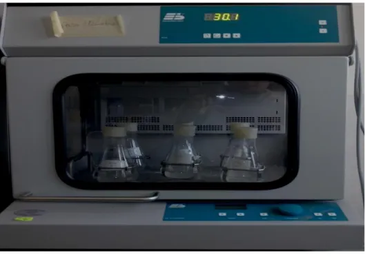 Figure 8. Culture en batch du consortium microbien en présence du diaphag. 