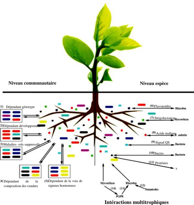 Fig  1.  Les  exsudats  racinaires  des  plantes  interviennent  dans  une  multitude  d'interactions 
