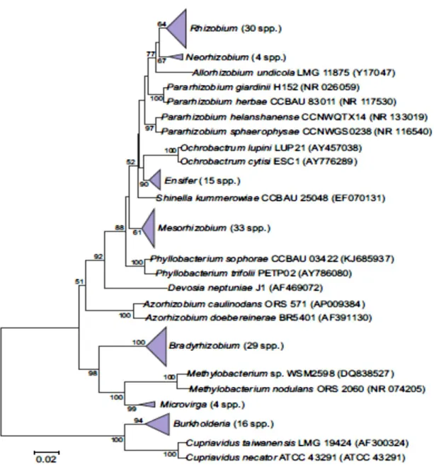Fig 2. Arbre phylogénétique montrant les relations des genres et espèces actuellement décrits 