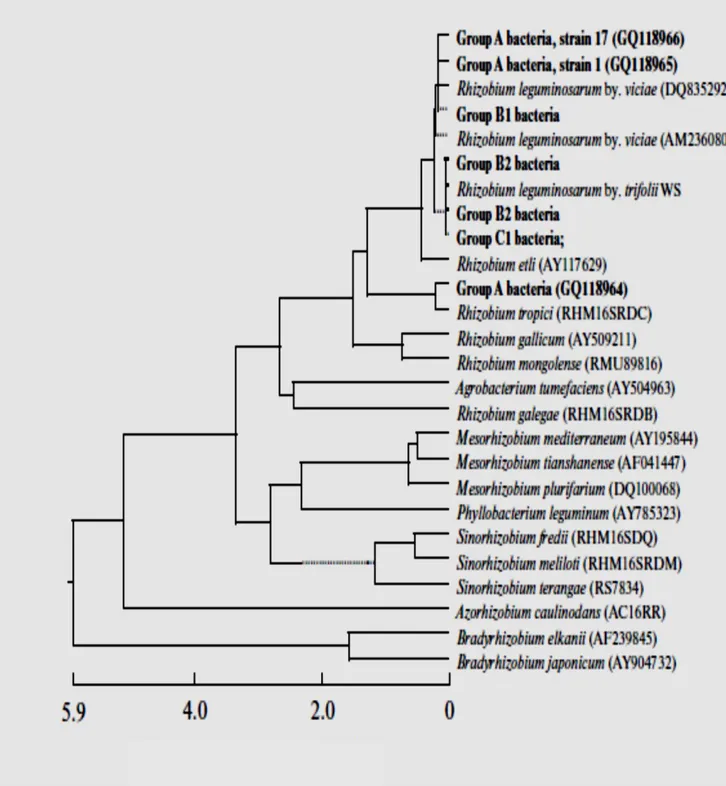 Fig 5. Arbre phylogénétique basé sur le gène ARNr 16S chez Lathyrus vernus L . (Baymiev et al,  2012) 