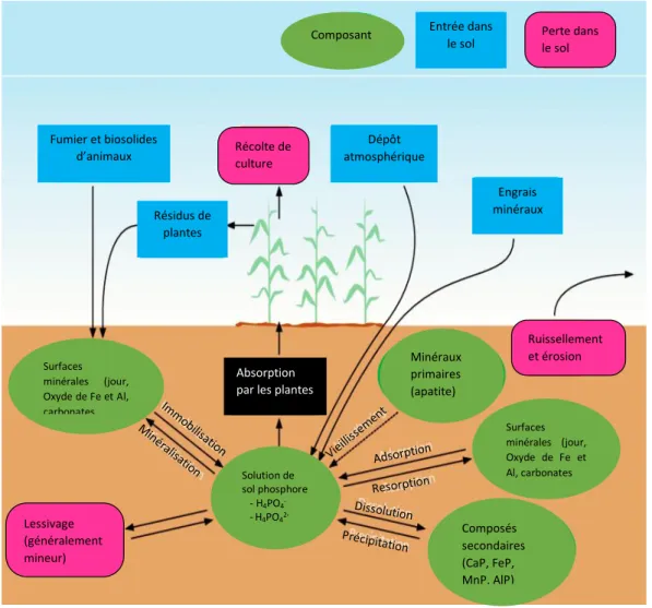 Fig 7. Interaction des pools de phosphate du sol avec l'absorption de P par la culture  (Meyer, 2013) 