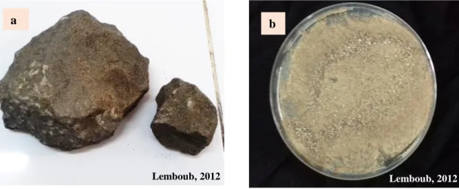 Fig 13. Minerai de phosphate ;  a. Phosphate roche et b. Phosphate roche broyé utilisé pour l’isolement et  les tests de solubilisation 