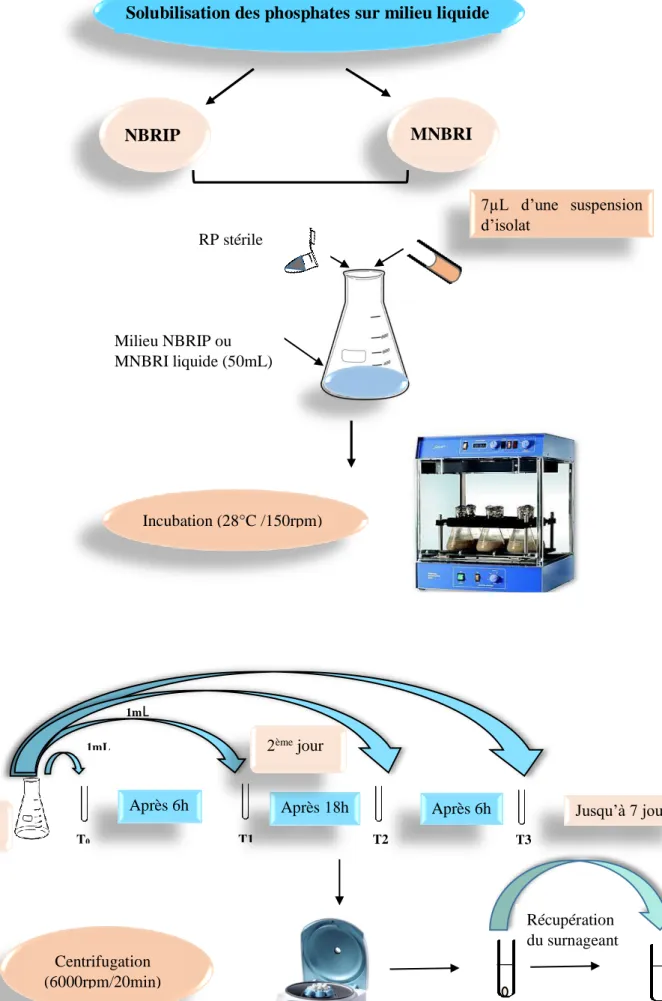 Fig 15. Protocole expérimental du test de la solubilisation des phosphates sur milieu liquide 