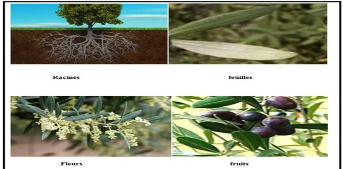 Fig 2 : les composants de l’olivier (Racines, feuilles, fleurs et fruits) 