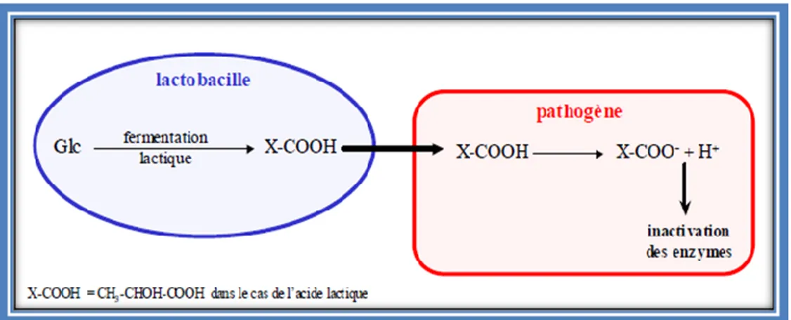 Figure 2 : Mode d’action sur les pathogènes des acides organiques produits  par les lactobacilles (Rousseau, 2004)