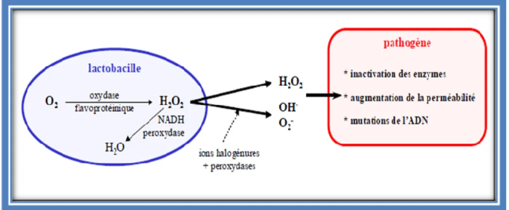 Figure 3 : Modes d’action sur les pathogènes du peroxyde d’hydrogène  et de ses dérivés produits par les lactobacilles (Rousseau, 2004)