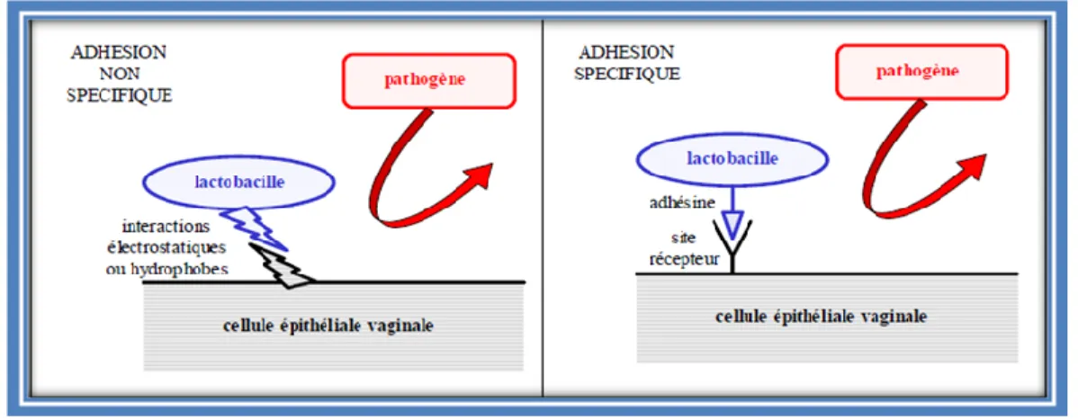 Figure 6 : Mécanisme d’inhibition de l’adhésion des pathogènes par un effet   barrière du à l’adhésion des lactobacilles à l’épithélium vaginal (Rousseau, 2004)