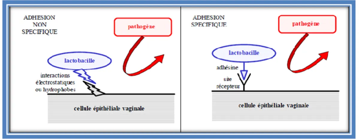 Figure 6 : Mécanisme d’inhibition de l’adhésion des pathogènes par un effet   barrière du à l’adhésion des lactobacilles à l’épithélium vaginal (Rousseau, 2004)