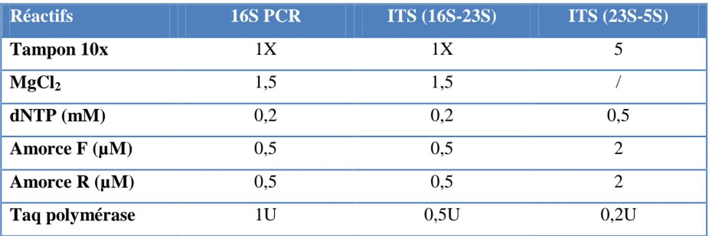Tableau 12. Composition du mélange réactionnel utilisée pour les réactions PCR 
