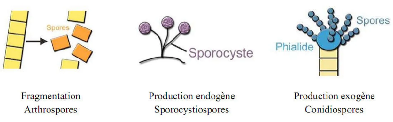 Figure 2: Les différents modes de sporulation et les différents types de spores associées (Lecellier,  2013)