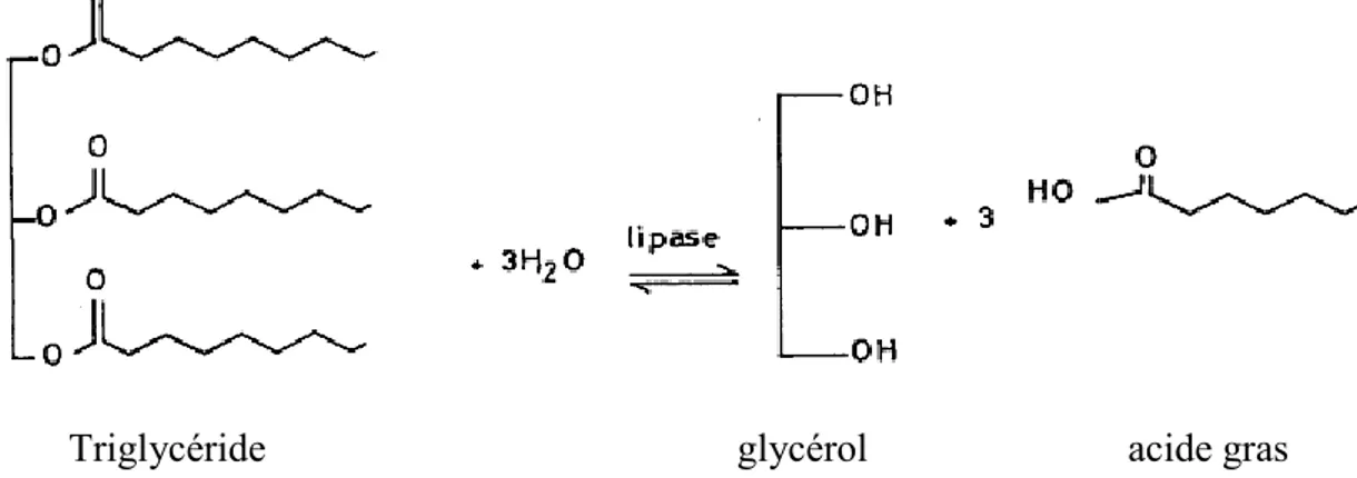 Figure 4: Réaction enzymatique catalysant l’hydrolyse ou la synthèse de triglycéride.  (Jaeger et al., 1994