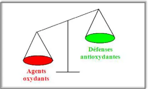 Figure 1. Déséquilibre entre les molécules pro-oxydantes et les systèmes de défense 