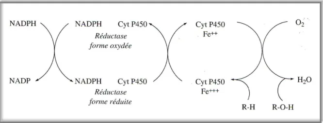 Figure 9.  Transformation d’une liaison C-H en dérivé hydroxyle en présence de mono-
