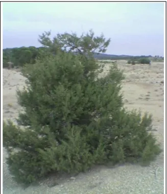 Figure 18. Arbrisseau de Juniperus phoenicea  dans la région d’El Aouinet. 