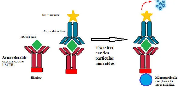 Figure 11. Principe ELISA en sandwich [50]  1.3.2.2. Dosage des paramètres biochimiques  