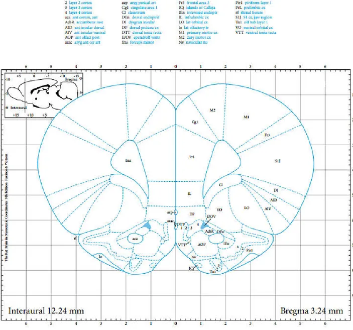 Figure  14.  Schématisation  de  l’anatomie  du  cerveau  (coupe  coronale :  Bregma  3.24  mm)