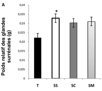 Figure 19.  Poids relatif moyen des glandes surrénale (N=6). (*) : p &lt;0.05 Vs. t et SM : stress mixte