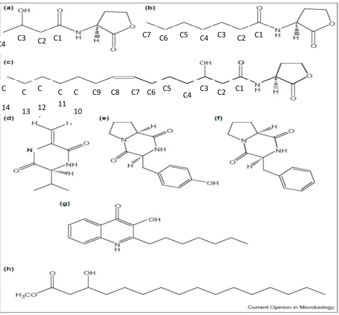 Figure 01 : Les molécules signales de quorum sensing détectées chez les bactéries Gram-