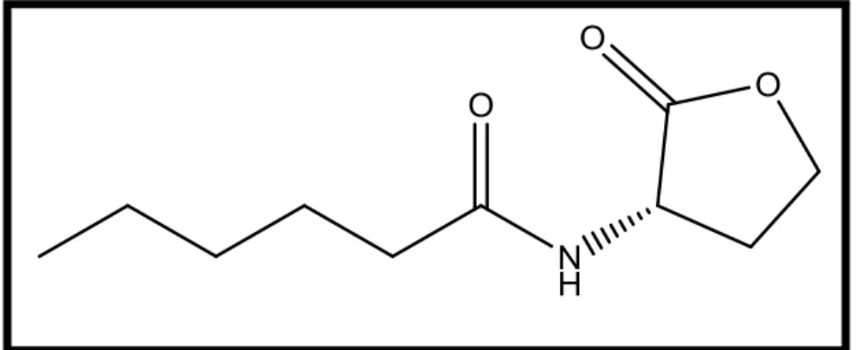 Figure 04   : Structure biochimique de la molécule C 6 -HSL (Chen et al., 2013).