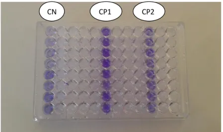 Figure 08 : Décoloration du biofilm. 