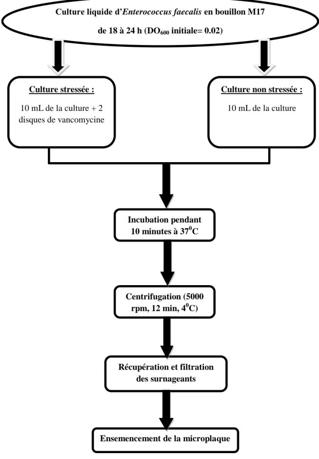 Figure 10: Protocole expérimental réalisé pour analyser l’effet du stress sur le système de 