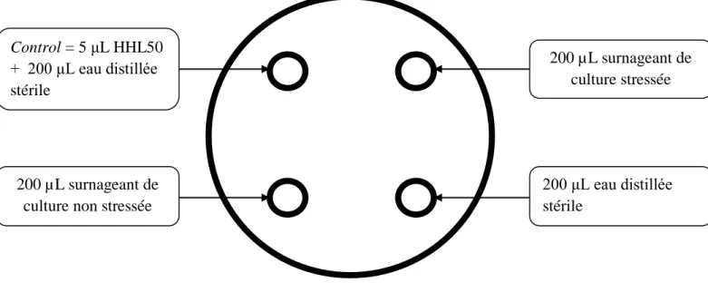 Figure 12 : Essai direct pour la détection de molécules signales chez E.faecalis. 