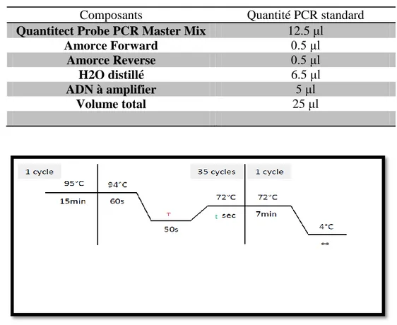 Figure N°10 : Programme de la PCR standard  T  :  T empérature d’hybridation, variable selon l’amorce utilisée