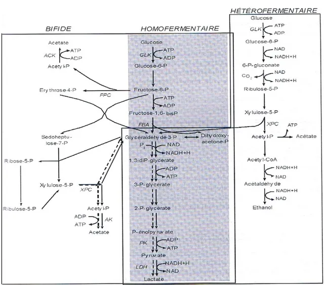 Figure 3 : Voie homofermentaire, hétérofermentaire et bifide de la dégradation du glucose  (Atlan et al., 2008)