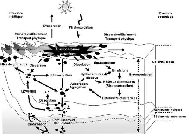 Figure 5. Processus physico-chimique  et biologique  affectant le devenir des hydrocarbures  pétroliers  au sein de la  colonne  d’eau et des sédiments (Mirales,  2007)