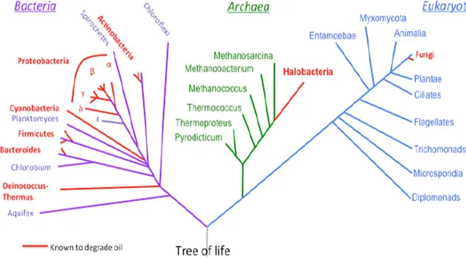 Figure 6. Les taxons microbiens qui  dégradent  le pétrole.  les phyla microbiens qui  dégradent  le pétrole,  en rouge,  ont  été  identifiés à partir  des trois domaines  de la vie  (Prince et al., 2007) 