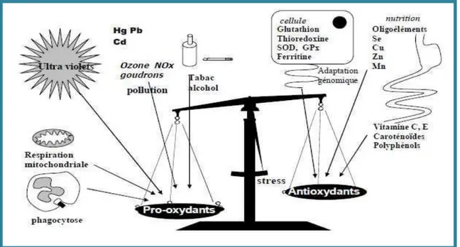 Figure 2. La balance d ’équilibre entre les systèmes pro et antioxydants 