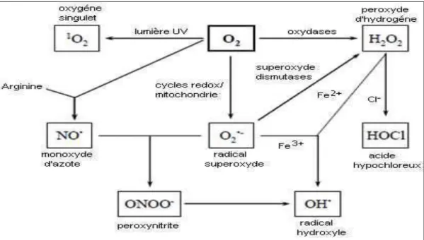 Figure 3. Mécanisme de production des ROS et RNS. 