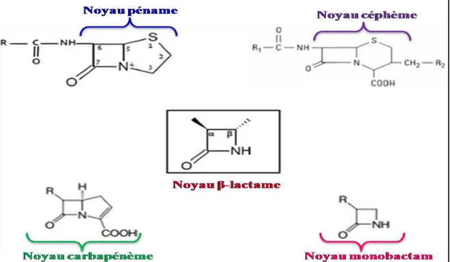 Figure 3. Représentation des quatre principales classes des β-lactamines obtenues par  substitution ou fixation d’hétérocycles à partir du noyau β -lactame (au centre)            