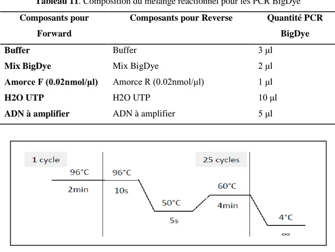 Tableau 11. Composition du mélange réactionnel pour les PCR BigDye  Composants pour 
