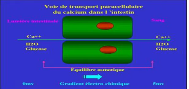 Figure 15: Voie para cellulaire (Davies et al., 2000). 