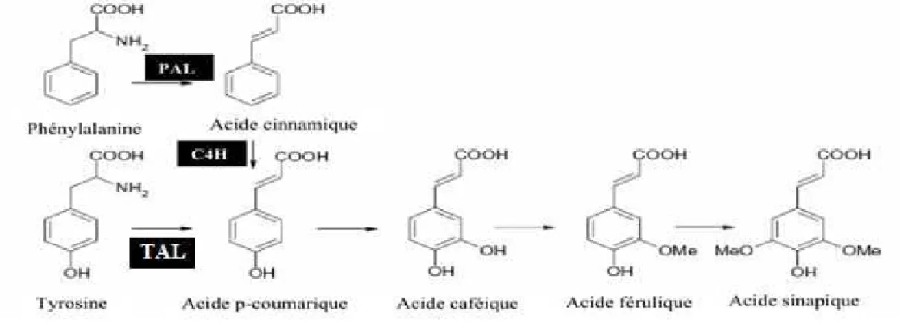Figure 05 : Biosynthèse des composés phénoliques par voie shikimate (Crozier et al., 2006)  PAL : phénylalanine ammonia-lyase ; C4H : cinnmate 4-hydroxylase ; TAL : tyrosine 