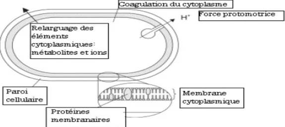 Figure 07 : Sites d’action des huiles essentielles sur la cellule bactérienne (Burt, 2004) 
