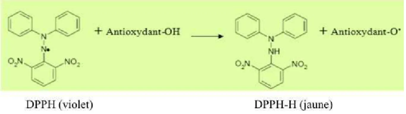Figure 20 : Réaction d’un antioxydant avec le radical DPPH (Attou, 2004) 