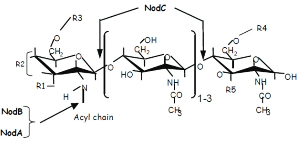 Fig. 4: Structure et synthèse du squelette de base des facteurs Nod (Masson-Boivin et al