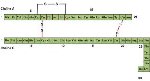 Figure 1: Représentation schématique de la molécule d’insuline (Magnan and Ktorza, 2005)