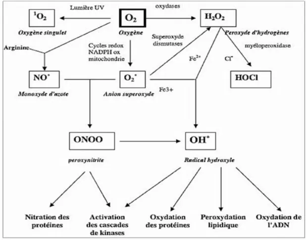 Figure 2:  Origine des différents radicaux libres oxygénés et espèces réactives de l’oxygène  impliqué en biologie (Favier, 2003)