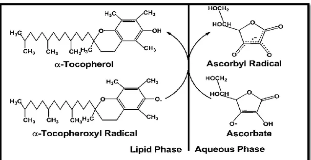 Figure 11: Régénération d’α-tocophérol par l’acide ascorbique (Buettner, 1993). 