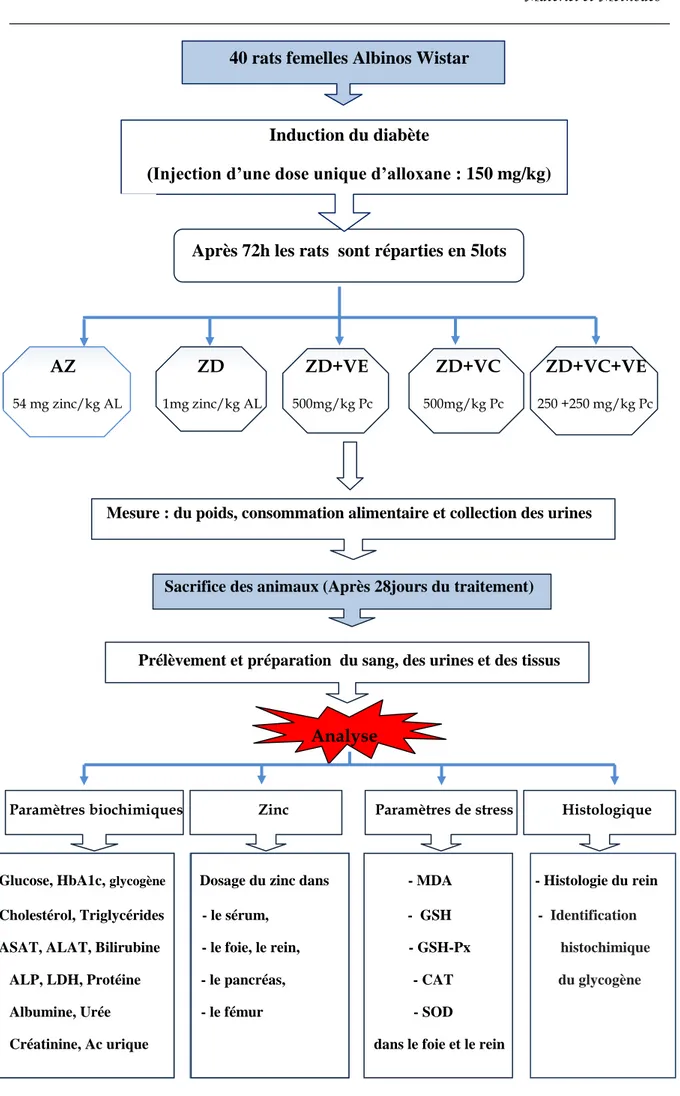 Figure 14 : Protocole expérimental 