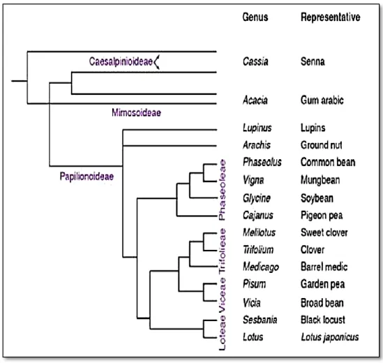 Figure 02 : Phylogénie de quelques Légumineuses (Udvardi et al., 2005)  II .3 Les Légumineuses fourragères 