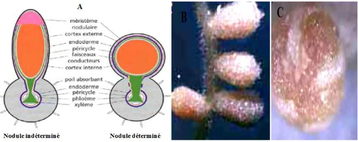 Figure 06 : Organogénèse de la nodosité de type indéterminée (Popp et Ott, 2011) 