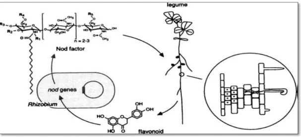 Figure 09 : Le dialogue moléculaire entre les deux partenaires (Lindström et al., 2010)