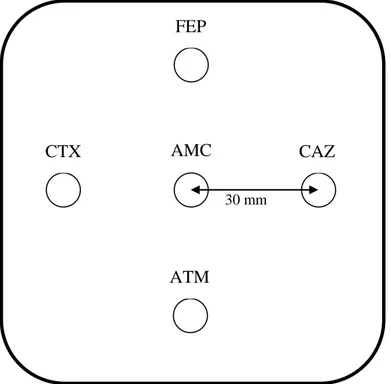 Figure 01 : Représentation de la disposition des disques d’antibiotique pour la détection 