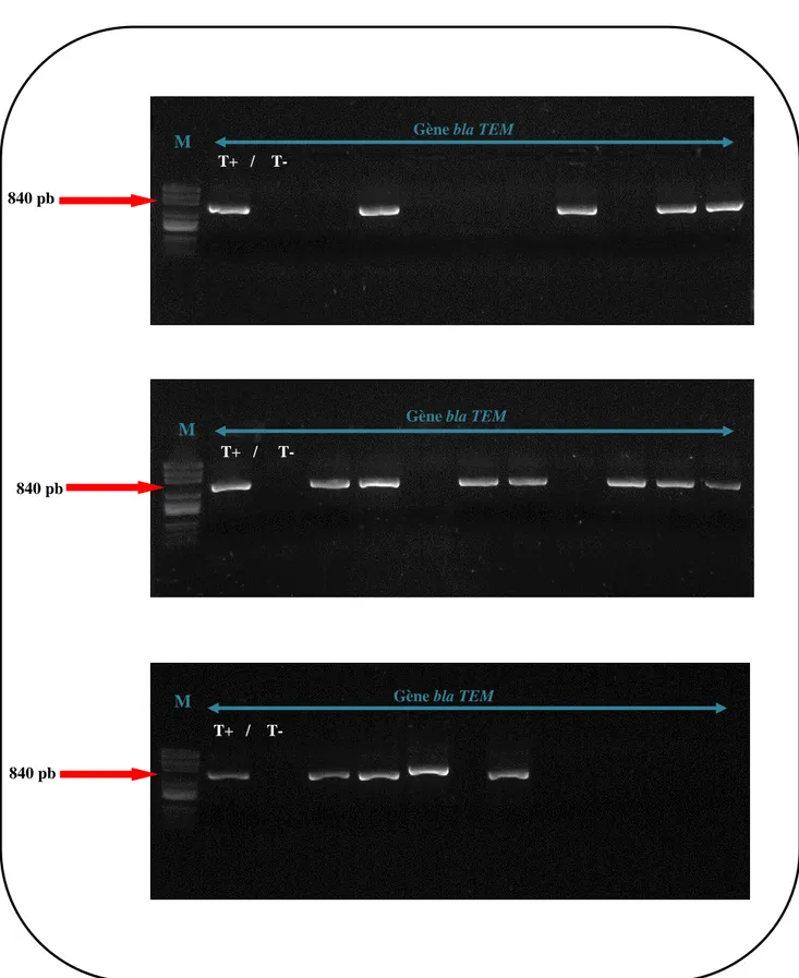 Figure 13 : Gel  d’agarose après électrophorèse des produits de PCR du gène bla TEM  des 